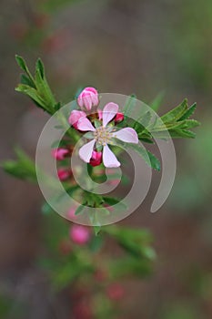 Intensive purple-white flower of the Russian almond tree Prunus tennela