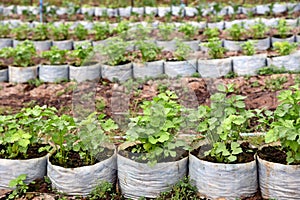 Intensive vegetable production in plastic bag