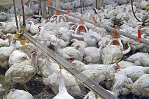 Intensively farmed chickens