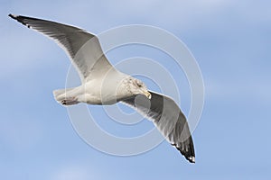 Intent Herring Gull photo