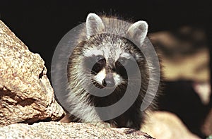 Intent raccoon