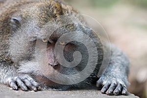 Intent and strict look of resting wild big monkey leader photo