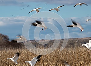 Intentional slow shutter speed to blur the wings on snow geese