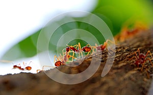 Interaction between ant in ant's colony