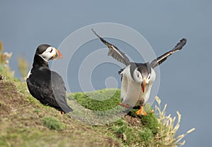 Interaction between Atlantic puffins on a coastal area