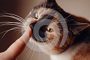 The interaction captures a moment of trust and connection. The cat's colorful coat adds charm to the scene. A photo