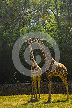 interaction between couple of giraffes in the Safary of Ramat Gan Israel