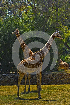 Interaction between couple of giraffes in the Safary of Ramat Gan Israel