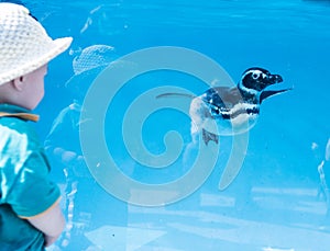 The interaction between the little penguin and the little boys in the Chongqing Zoo