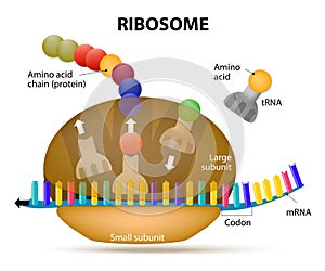 Interaction of a Ribosome with mRNA. ribosomes work to make a pr