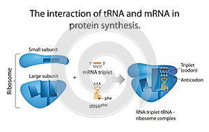 The interaction of tRNA and mRNA in protein synthesis