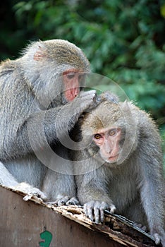 Interaction of two monkeys grooming