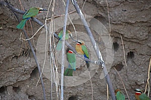 INTERACTION BETWEEN WHITEFRONTED BEE-EATERS SITTING IN A ROW ON A BRANCH