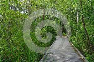 Intercoastal Waterway, South Carolina photo