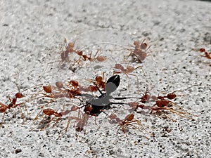 Interconnection of ants with each other