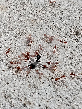 Interconnection of ants with each other