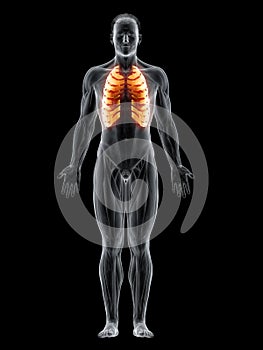 The intercostal muscles