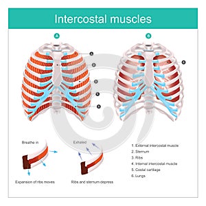 Svaly člověk. ilustrace infografika 