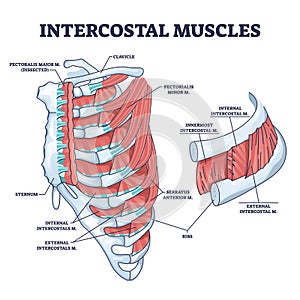 Intercostal muscles between ribs in anatomical chest cage outline diagram