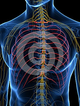 The Intercostal Nerves