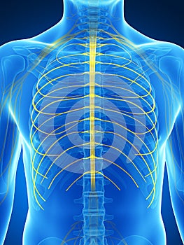 Intercostal nerves