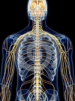 The intercostal nerves