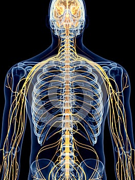 The intercostal nerves