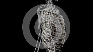 The intercostal nerves are part of the somatic nervous system, aiding in the contraction of muscles