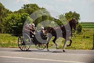 Amish Horse & Buggy