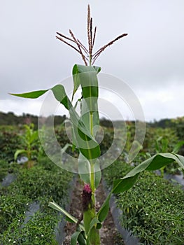 intercropping corn and chili plants