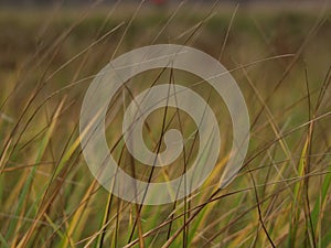 Grass with colorfull background