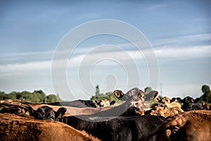 Interested angus cow looking around lifting her head under herd photo