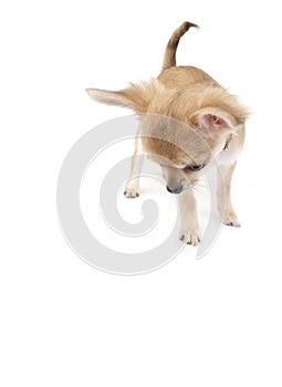 Interested chihuahua puppy looking down isolated