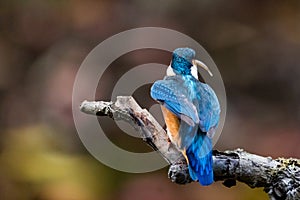 Interested common kingfisher, alcedo atthis, perched in nature from back view. Attractive male bird with bright blue