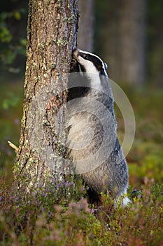 Interested european badger standing on rear legs by tree trunk