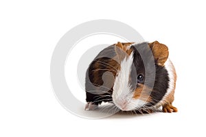 Interested guinea-pig