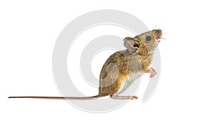 Interested mouse isolated on white background