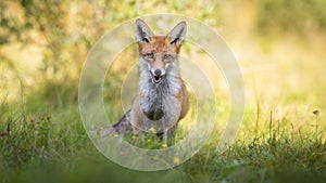 Interested red fox on meadow in summer at sunrise from front view