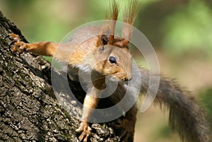 Interested squirrel