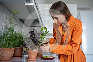 Interested woman gardener takes care of basil, herbs growing at home kitchen, cut plants for cooking