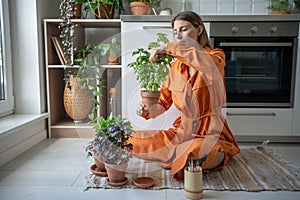 Focused woman takes care of home-grown basil plant sits on kitchen floor cuts herbs tends harvests. photo