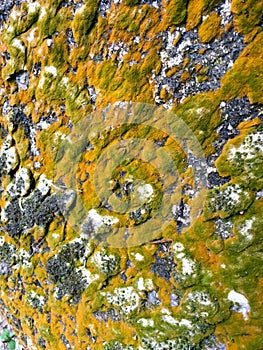 Interesting algae formation on rock