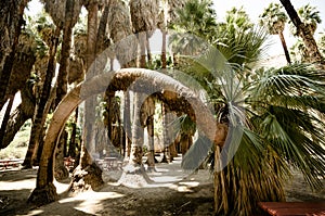 Interesting arch fan palm tree in the Indian Canyons in Palm Springs