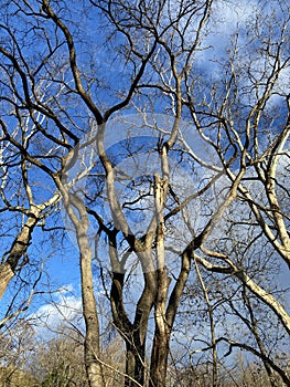 Interesting Bare Trees and Blue Sky in Winter in January