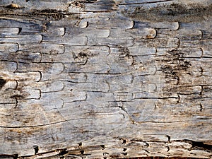 Interesting bark details are seen on log at beach