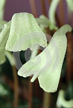 Interesting blossoms of Peperomia caperata flower