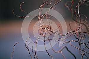 Branches in spring without leaves.