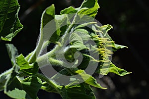 Interesting bud of sunflower. Green colored flower.