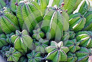 Interesting Cactus bush