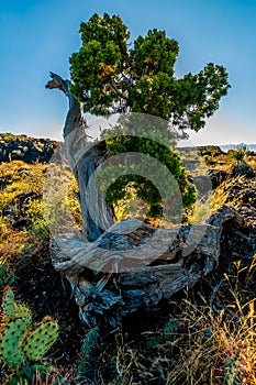 Interesting cedar tree in a lava flow in the desert of New Mexico.